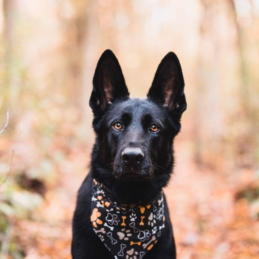 Pittsburgh Dog Portrait Photographer Zach DiBeradin Photography